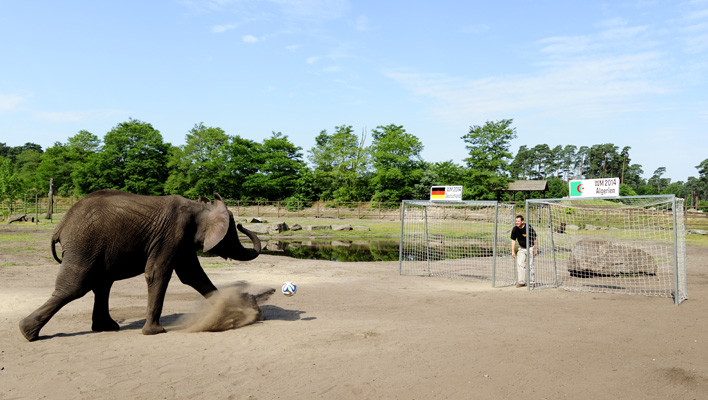 Elefantendame Nelly (Foto: obs/Serengeti Park Hodenhagen/Alexander Koerner)