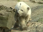 Eisbär Knut (Photo: HauptBruch GbR)